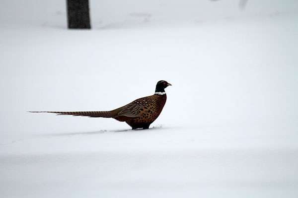 Chapter News & Events Chapter News & Events